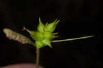 Pine barren sedge